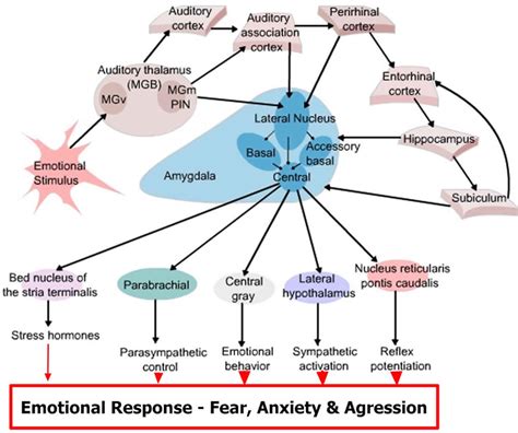 Amygdala function, location & what happens when amygdala is damaged