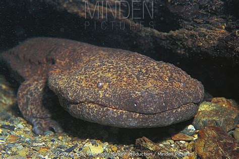 Japanese Giant Salamander stock photo - Minden Pictures