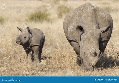 White Rhino with Baby, South Africa Stock Photo - Image of kruger ...