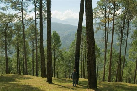 Himalayan Subtropical Pine Forests | One Earth