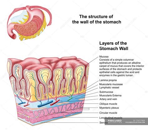 Anatomy of the structure and layers of the stomach wall — computer ...