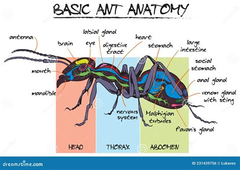 Ant anatomy stock vector. Illustration of study, ants - 231439756