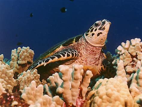 Conservation of Hawksbill Sea Turtles: Perceptions and Realities