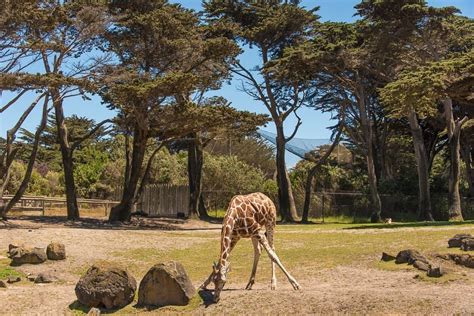 San Francisco zoo | photos & videos