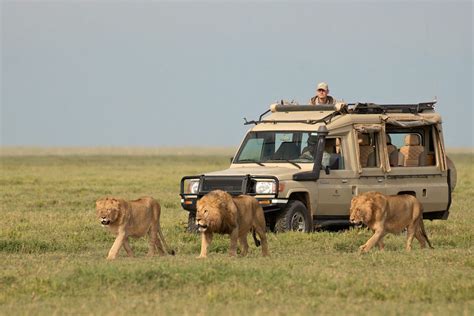 2 Days Serengeti National Park Safari | Tanzania Wildlife Safari Tour.