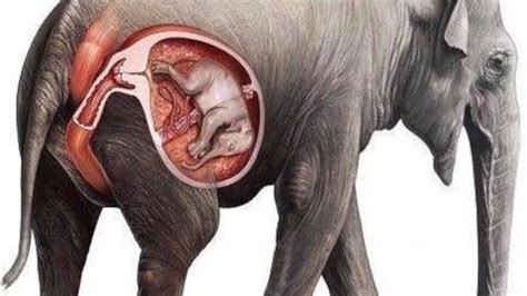 Pregnant Elephant Giving Birth