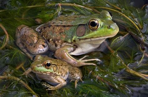 Bullfrog - Description, Habitat, Image, Diet, and Interesting Facts