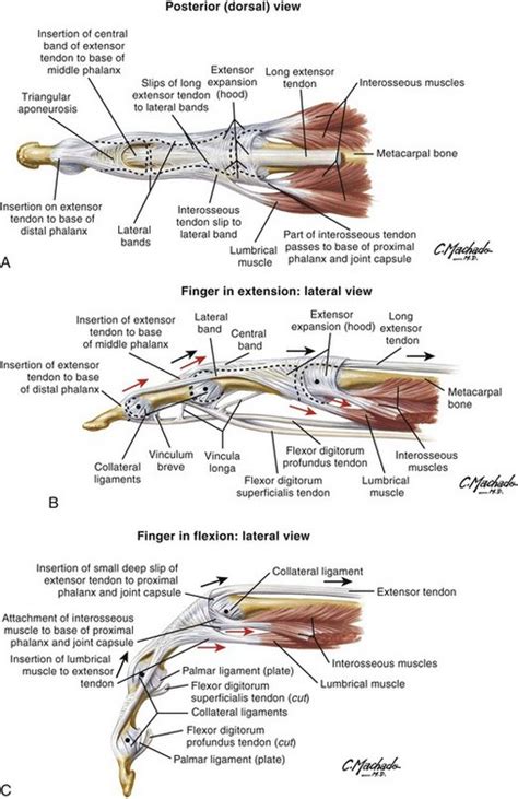 Foot Flexor Tendon Anatomy