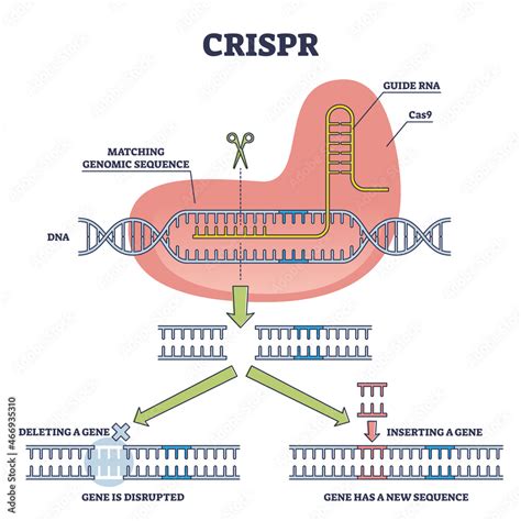 CRISPR as genetic DNA sequence engineering with gene mutation outline ...