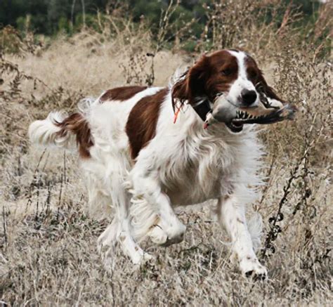 Irish Red and White Setter - Pet Your Dog