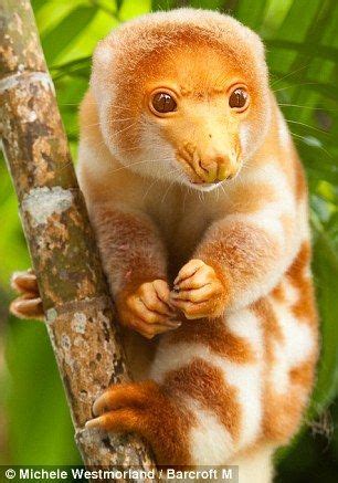 cuscus | Animals, Interesting animals, Weird animals