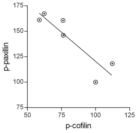 The activation of paxillin and cofilin are linked. All values of active ...