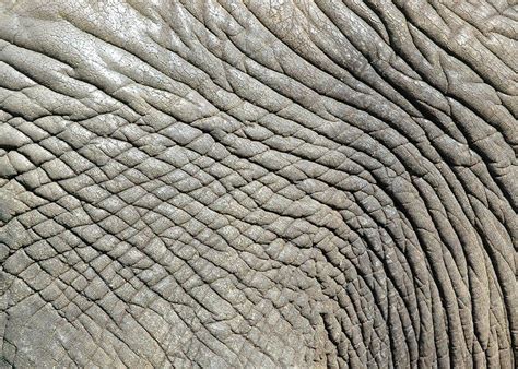 elephant texture by ~3thehardway on deviantART | Skin textures, Animal ...