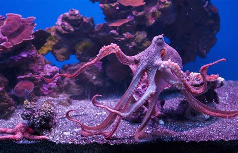 Small Octopus For Aquarium - Aquariumia