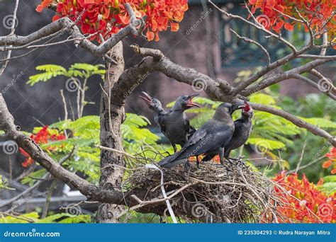 House Crow Feeding Baby Crows Stock Image - Image of lonely, agile ...