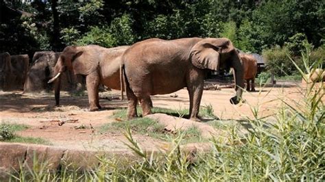 Riverbanks Zoo offering locals free Friday admission | WACH