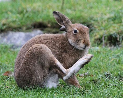 Murfs Wildlife : Irish Hare