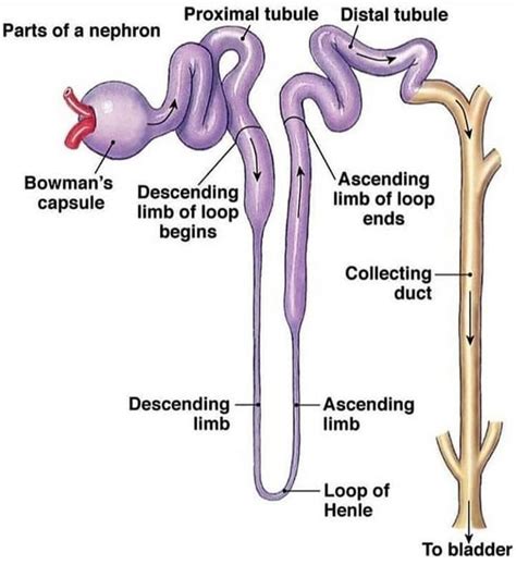 Nephron Diagram Labeled On Model Draw A Neat And Well Labell