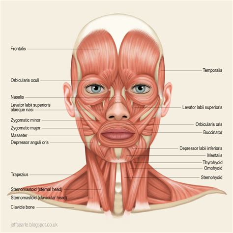 Jeff Searle: Muscles of the head and neck | Лицо, Анатомия ...