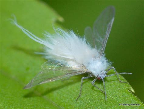 Woolly Aphid - Barmac Pty Ltd