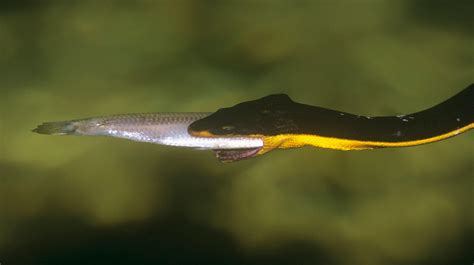 Elusive Yellow-Bellied Sea Snake Spotted in California | Discovery Blog ...