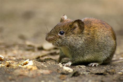 Common Vole stock photo. Image of leaf, bank, cute, habitat - 66230878