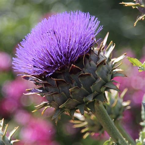 Buy cardoon Cynara cardunculus: £5.99 Delivery by Crocus