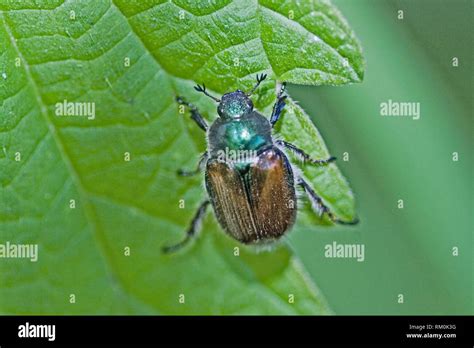 Garden Foliage Beetle, Phyllopertha horticola. Garden Chafer. 8. 5-12 ...