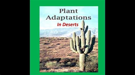 Adaptations of Deserts Plants ( Cactus) -For Kids - YouTube