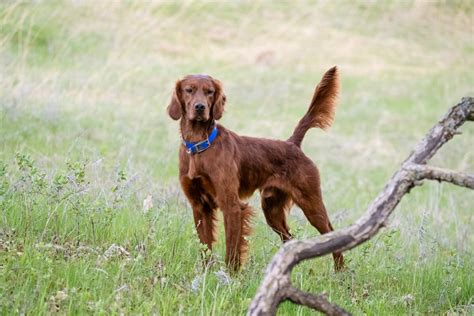 Irish Setter/Red Setter: Hunting Dog Breed Profile - Gun Dog