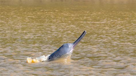 Ganges river dolphin Archives | RoundGlass | Sustain