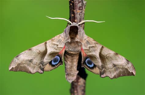 Eyed Hawk-moth | Butterfly Conservation