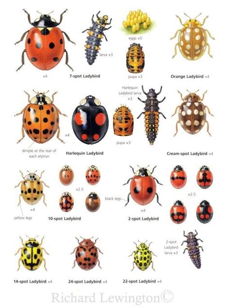 Ladybug identification - so great for the garden. Love ladybugs ...