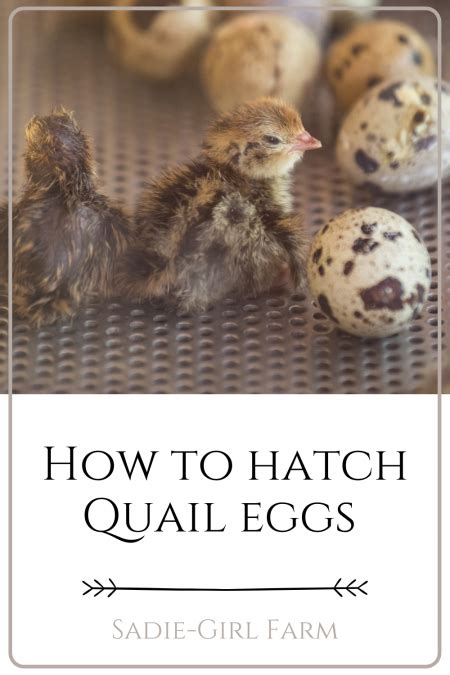 How To Hatch Quail Eggs - Sadie-Girl Farm