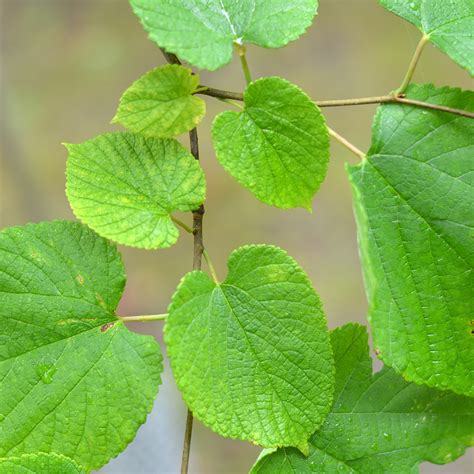 Red mulberry | ontario.ca