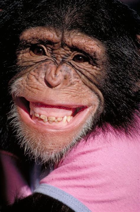 Grinning chimp. Humorous chimpanzee with big grin , #AD, #Humorous, # ...