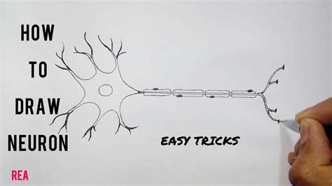 Simple Neuron Drawing