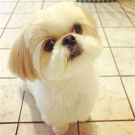 Teddy Bear Mixed With Shih Tzu - Photos All Recommendation