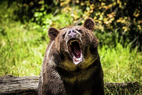 Grizzly Bear, Montana Wildlife Photograph by Yitzi Kessock - Pixels