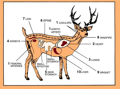 Deer Digestive System Diagram