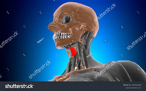 Thyrohyoid Muscle Anatomy Medical Concept 3d Stock Illustration ...