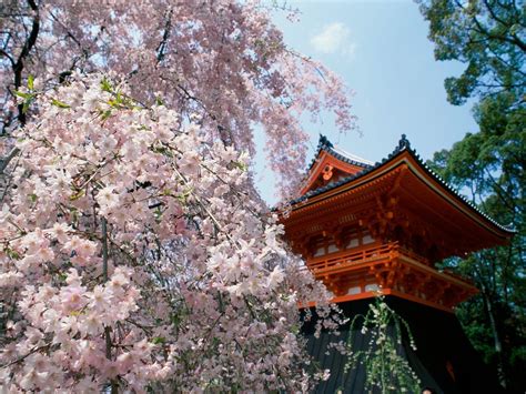 Kyoto Cherry Blossom Desktop Wallpapers - Top Free Kyoto Cherry Blossom ...