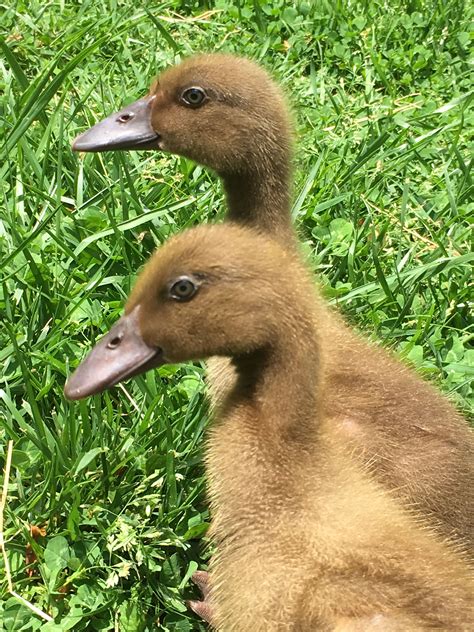 Khaki Campbell ducklings! | Baby farm animals, Ducklings, Farm animals