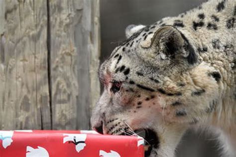 Syracuse zoo animals to receive holiday treats on Sunday, Dec. 9 ...