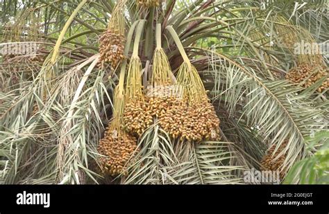 Saudi arabia dates palm Stock Videos & Footage - HD and 4K Video Clips ...