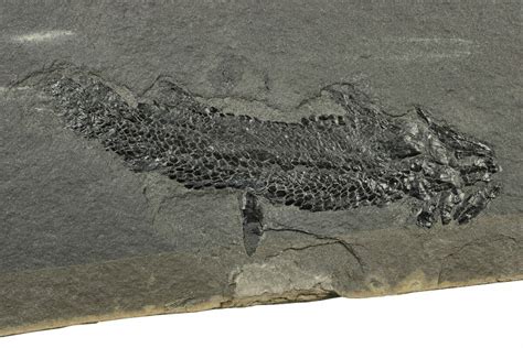 5.9" Devonian Lobe-Finned Fish (Osteolepis) Fossil - Scotland (#243497 ...