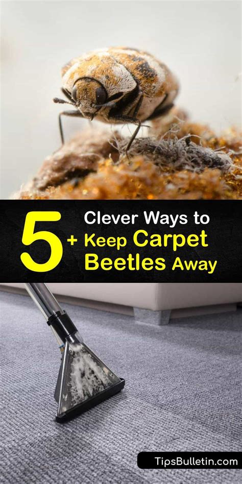 Bird Control, Pest Control, Carpet Beetle Spray, Carpet Bugs, Diy Bug ...