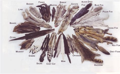 Fur pelts of mink, fox, sable, chinchilla, lynx, beaver, raccoon ...