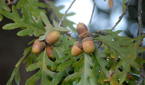 Northern Red Oak Acorns - Etsy