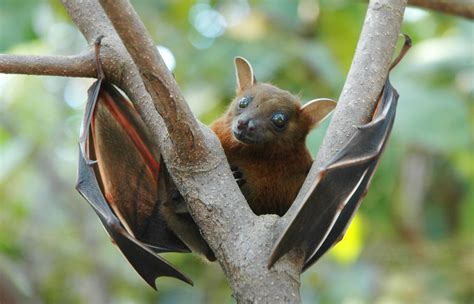 File:Lesser short-nosed fruit bat (Cynopterus brachyotis).jpg ...